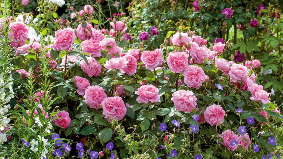 Spruce up your garden with David Austin roses